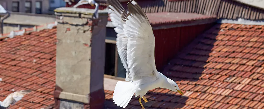 Residential Chimney Animal Removal Solution in Lexington, NC