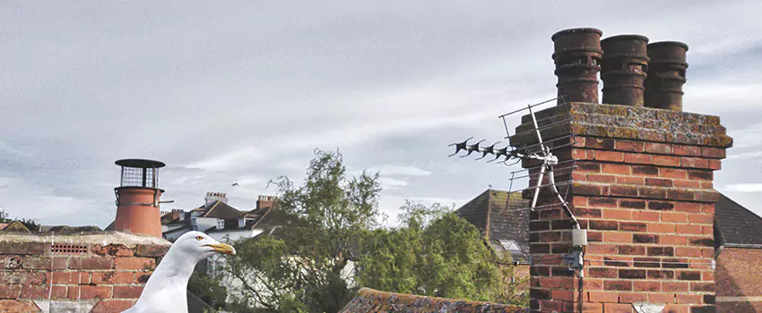 Chimney Cleaning And Restoration in Lexington, North Carolina